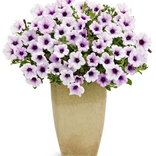 Supertunia® Blue Veined Petunia